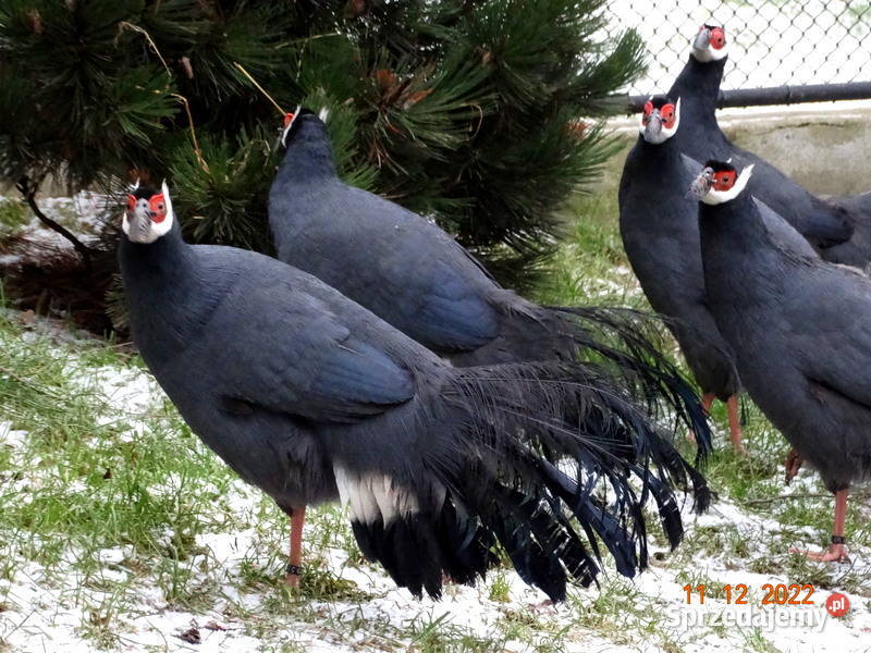 Sprzedam Bażanty Uszaki Siwe z 2022r Bażant Gostyń