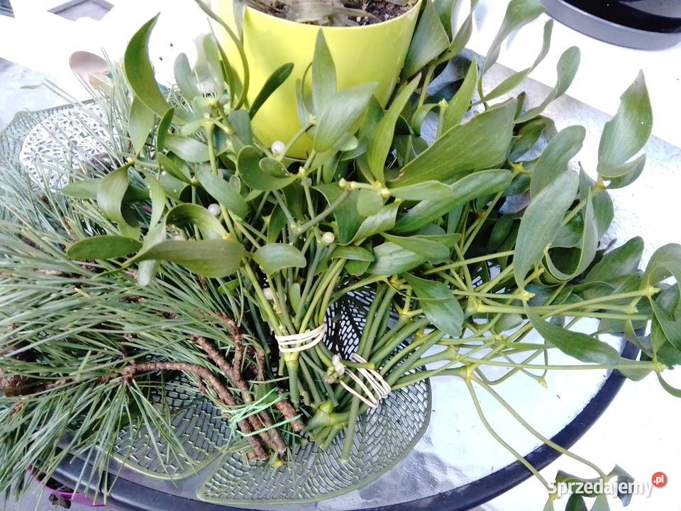 Jemiołka pęczki kulki Poznań