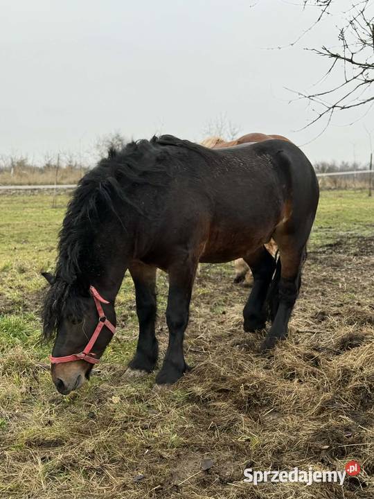 Sprzedam dwa ogiery Opoka Duża