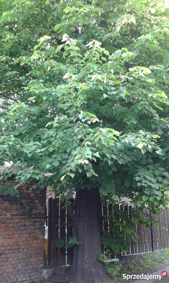 Sprzedam drzewo lipowe Zabrze