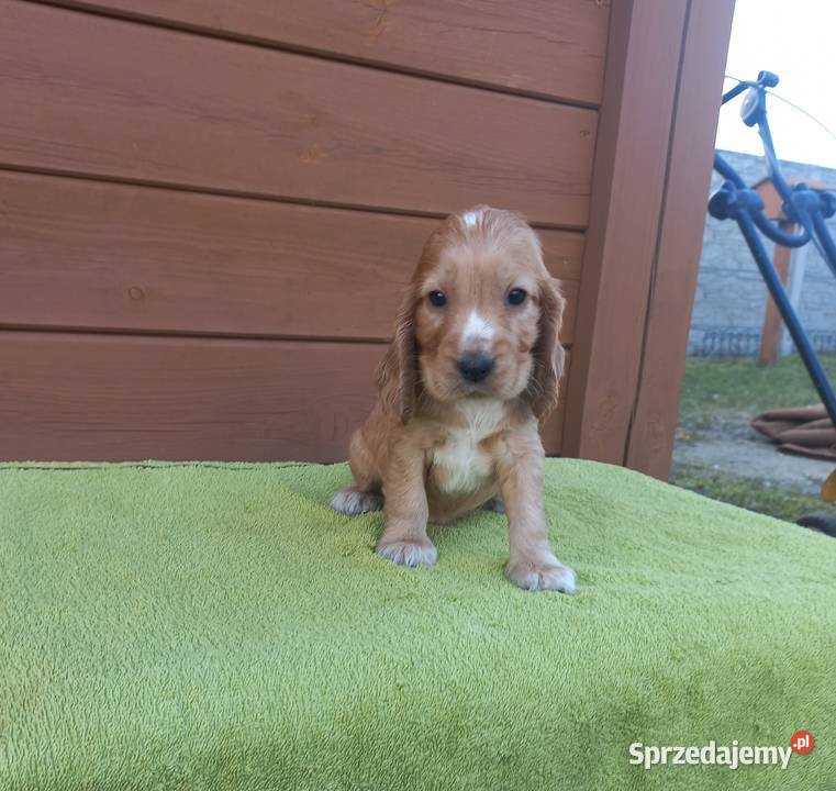 Cocker Spaniel Angielski Piesek wielkopolskie