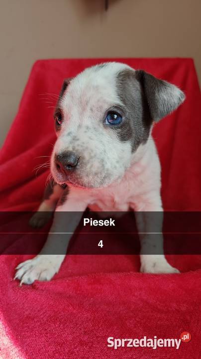 Amstaff Szczeniaki Radomsko