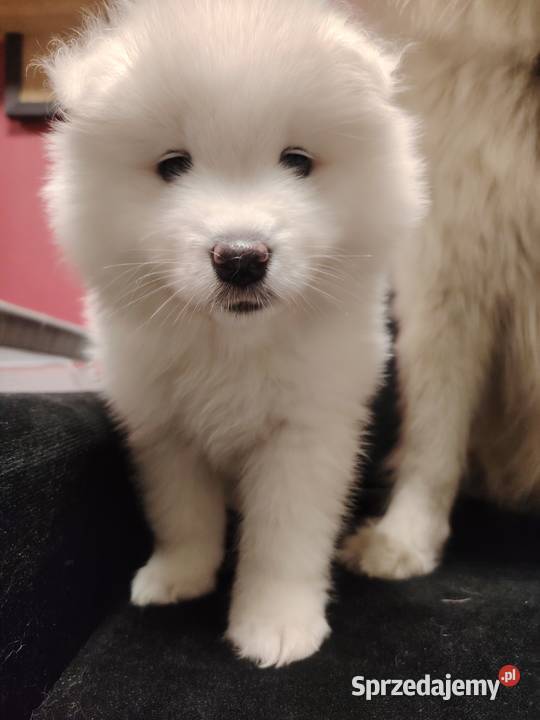 Samojed Samoyed suczka Nowa Wieś