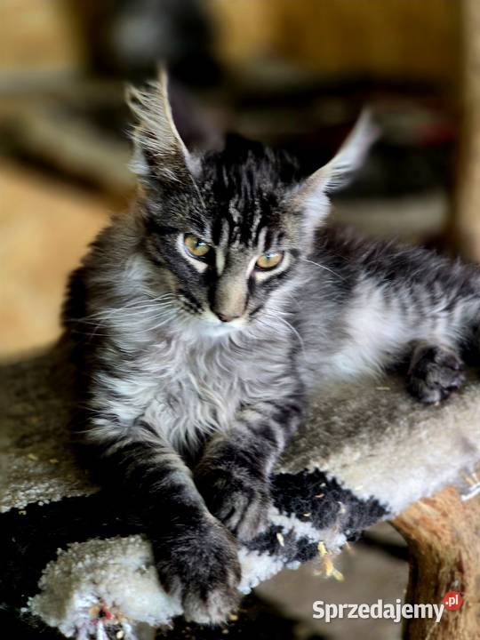 Maine Coon kocięta Zwierzęta Wschowa