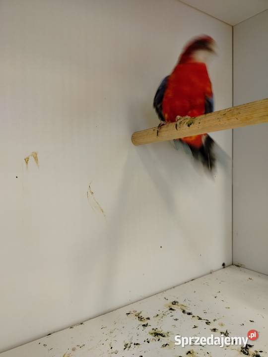 Rozelle białolice 2025 Ptaki Jarosław