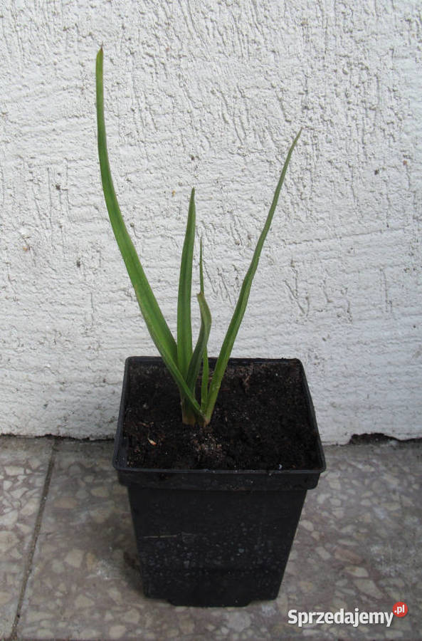 TRYTOMA Grandiflora Mixture sadzonki w Ustronie