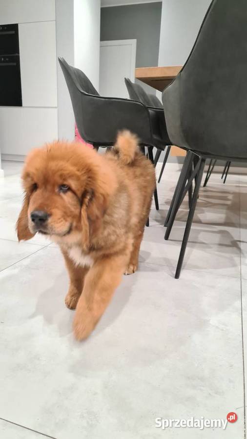 Mastif Tybetański szczenięta Gotowe do odbioru