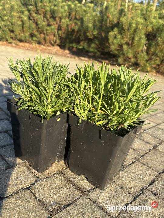 Lawenda Munstead roczne sadzonki gęste ok 12 Rzeszów