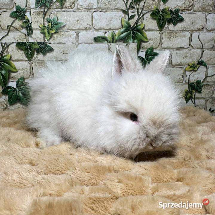 Króliczki miniaturki Karzełki Teddy dolnośląskie Wrocław