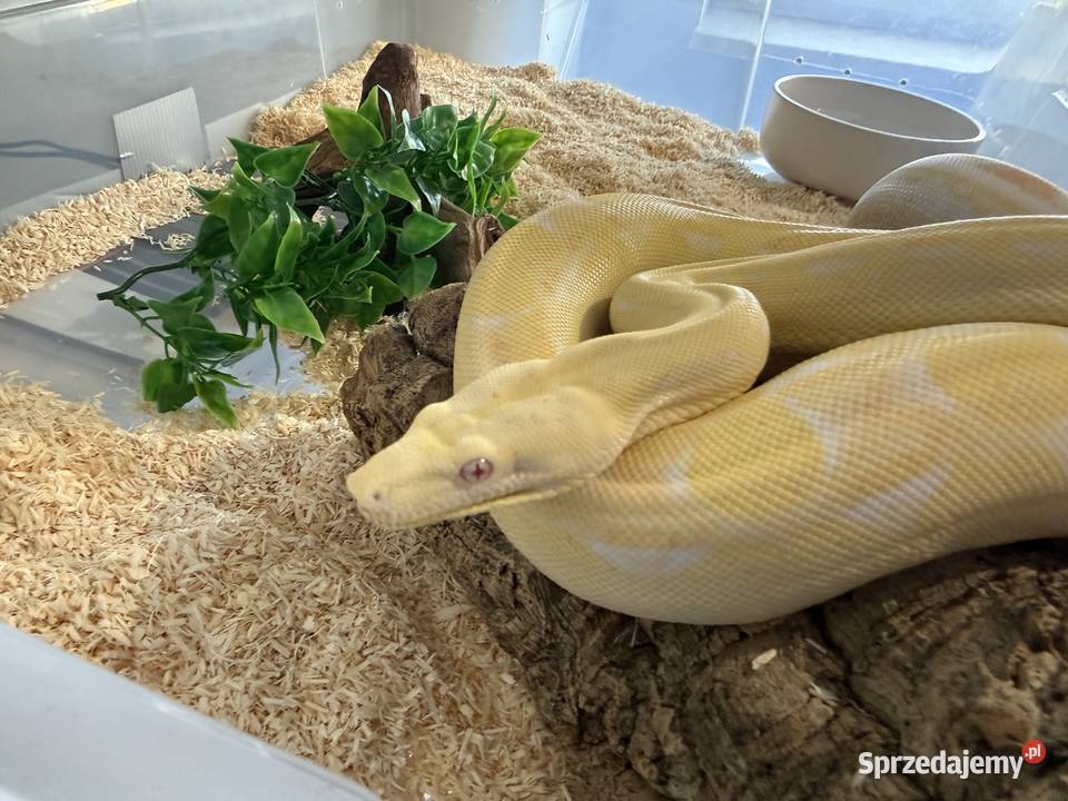 Boa Imperator Motley Albino sprzedam