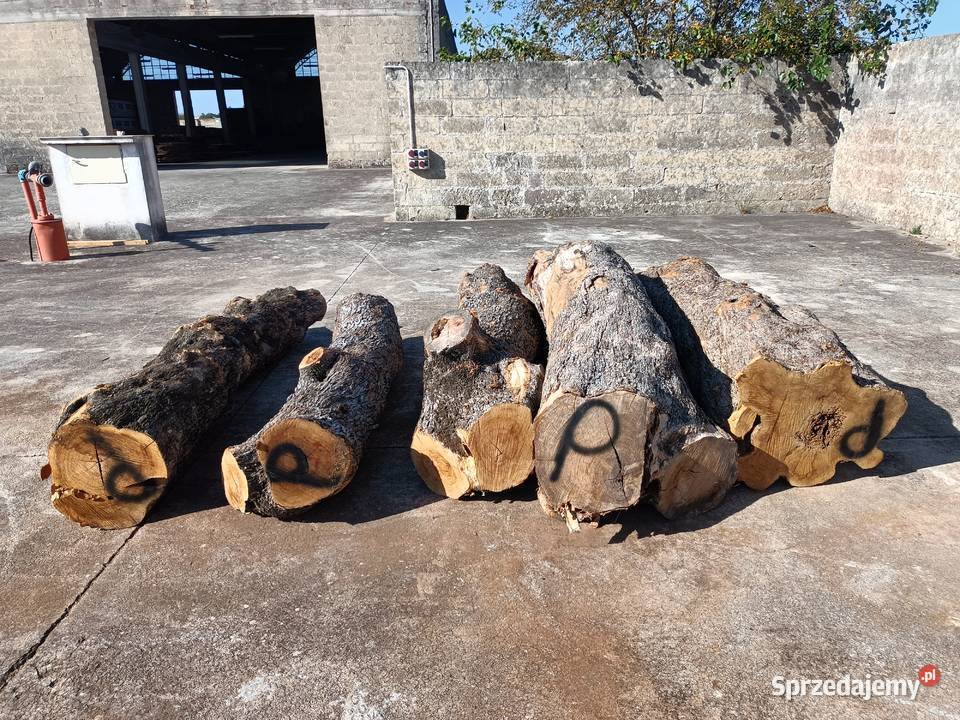 Oliwkadeskiplastry pieńki Mielec