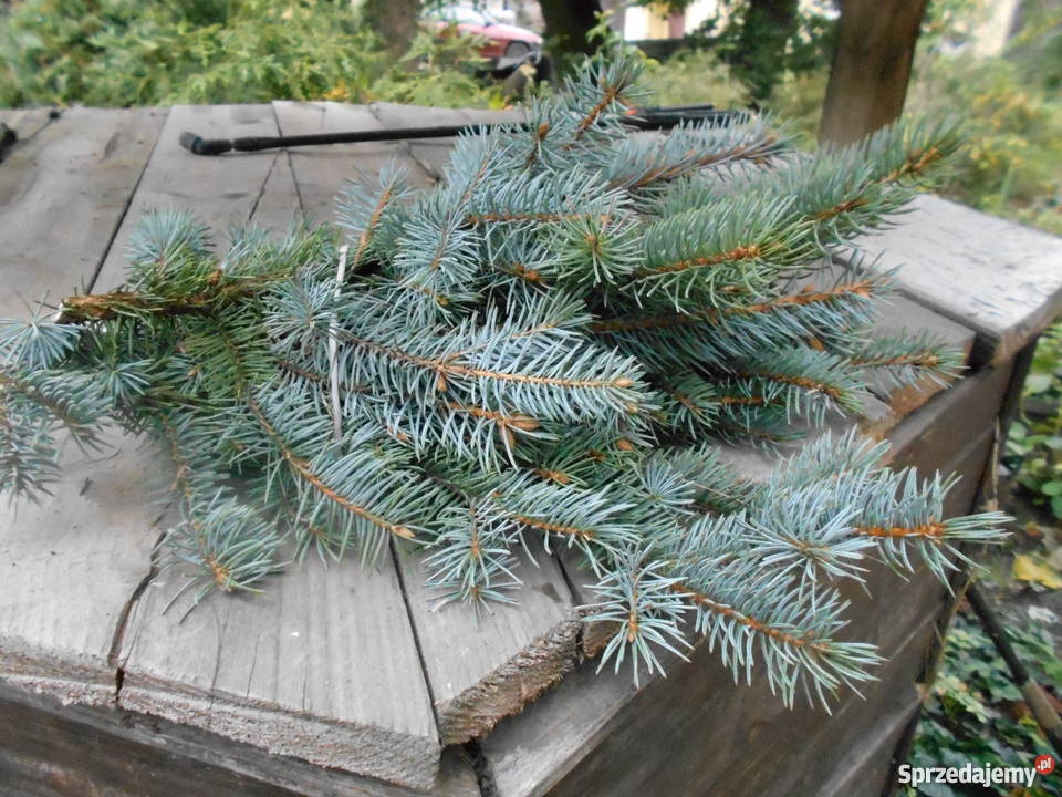 Gałęzie iglaków na świąteczne dekoracje Koźlątków sprzedam