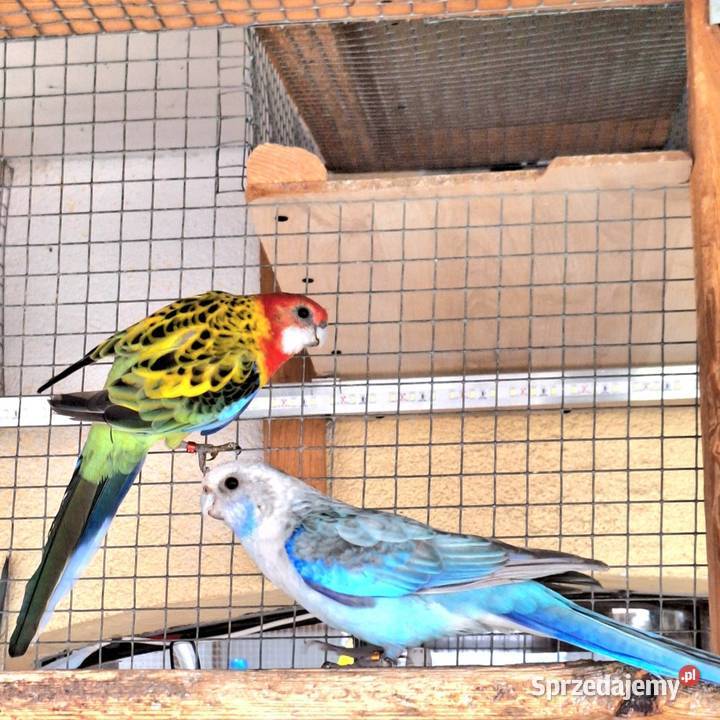 Rozella białolica pastelowa niebieska para opolskie Opole