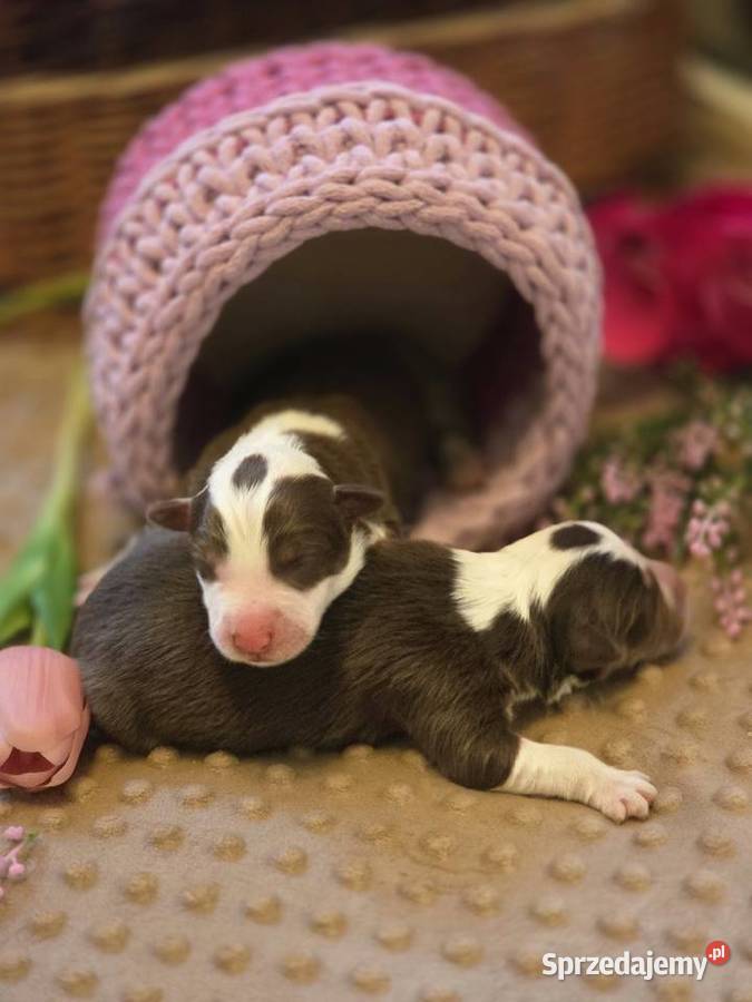 Border Collie szczenieta Drawno
