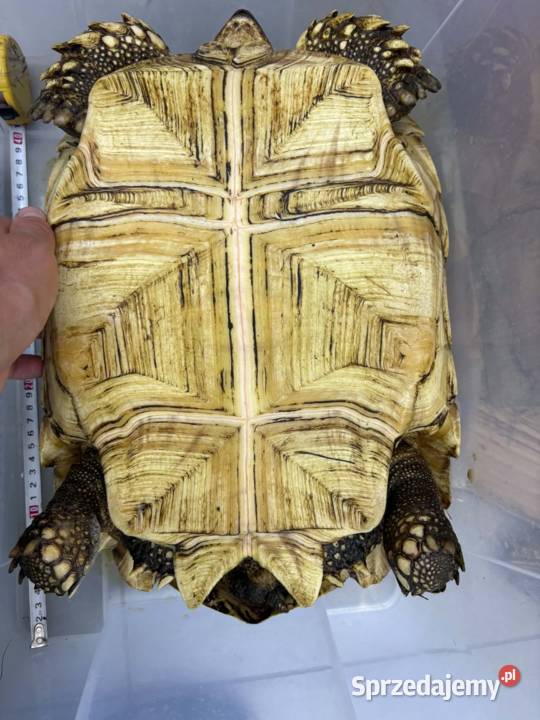 Centrochelys sulcata żółw pustynny Miechów