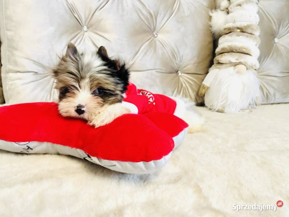 York Mikołaj z Bajki taki do Kochania Opole