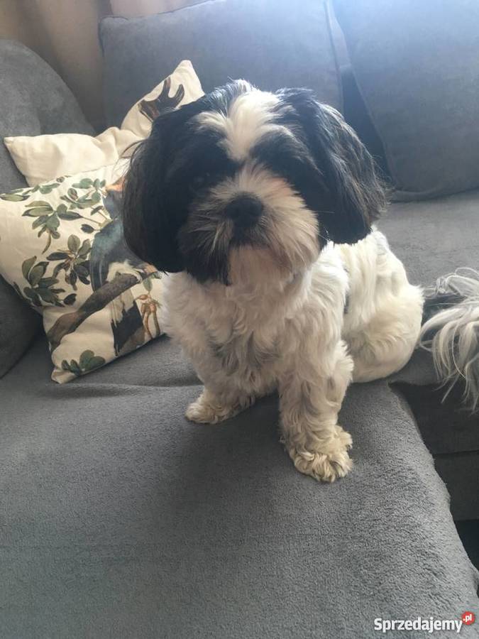 Reproduktor shih tzu Warszawa