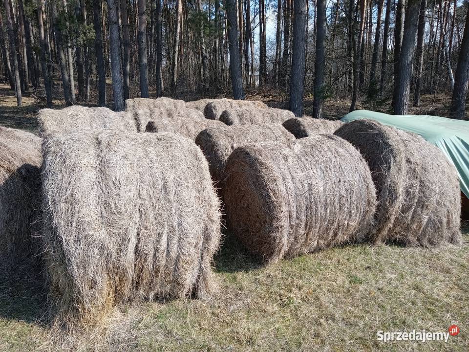 Bele siana siano 2025 Wyszków