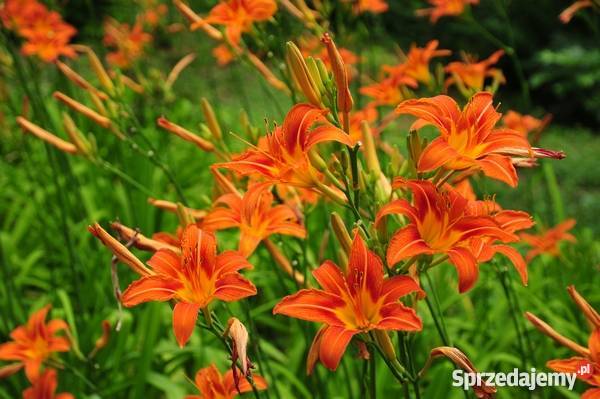 Liliowiec pomarańczowy Pokój