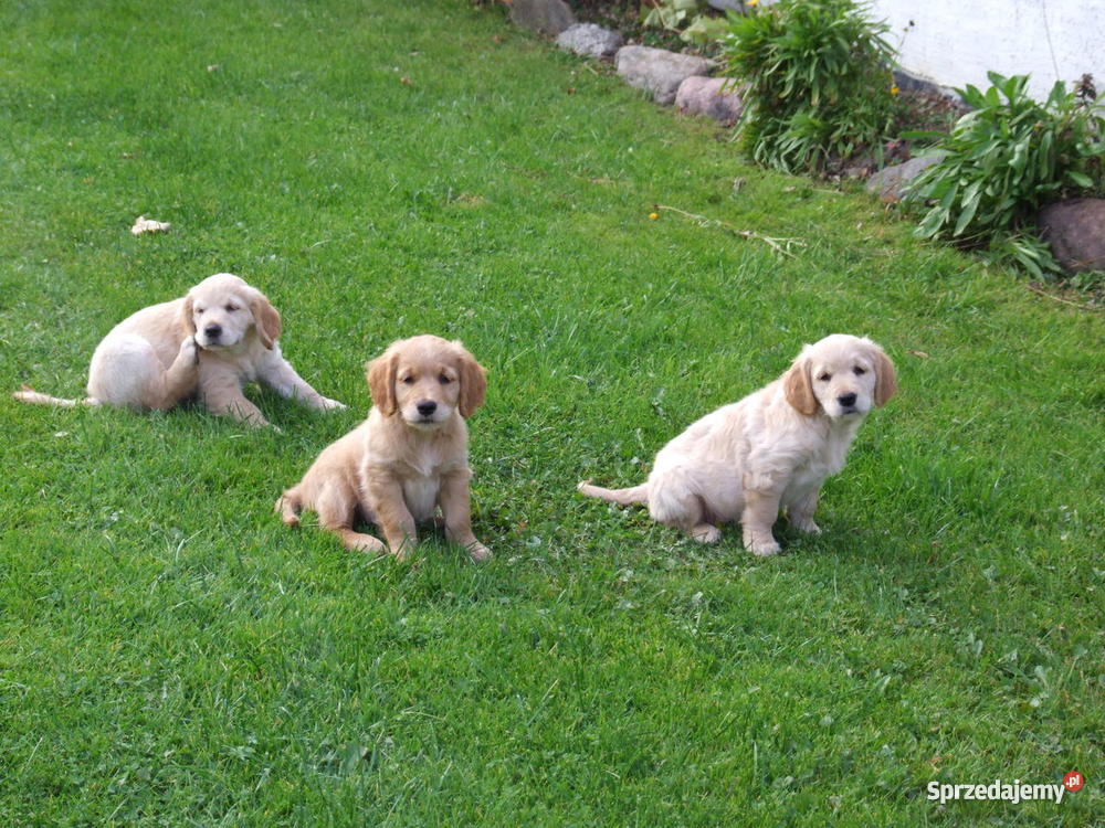 złote szczeniakI Golden Retriever Psy Suwałki