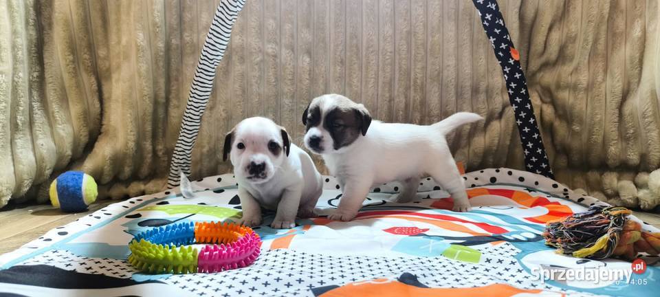 Jack Russell terrier fci małopolskie