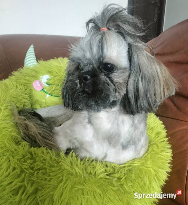 Shih tzu FCI piesek Wałbrzych sprzedam