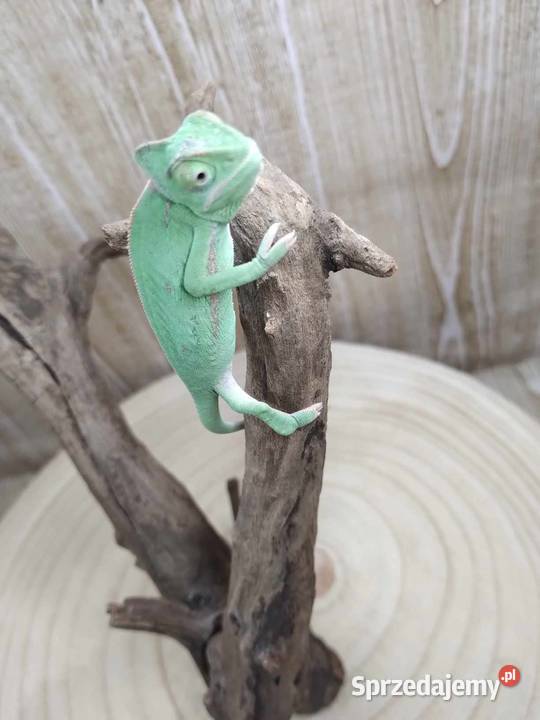Kameleon Jemeński blue dolnośląskie Jawor