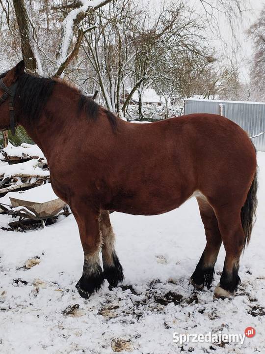 Sprzedam konia Ostrów Lubelski