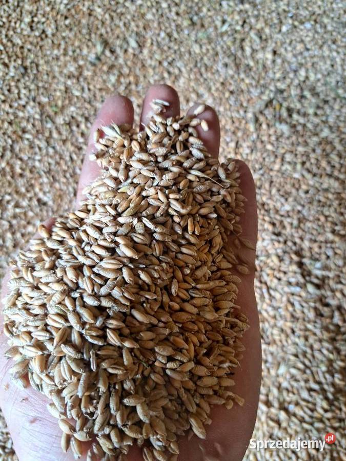 Sprzedam pszenżyto łódzkie Daleszewice