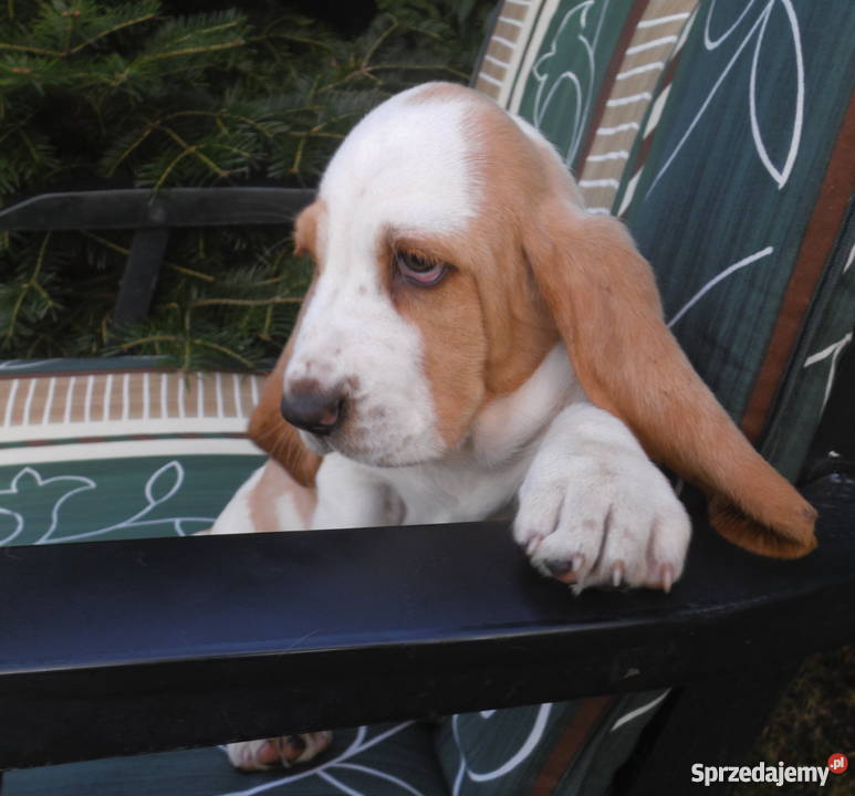 Basset Hound SZCZENIĘTA Z ELITARNYM RODOWODEM Radziejów