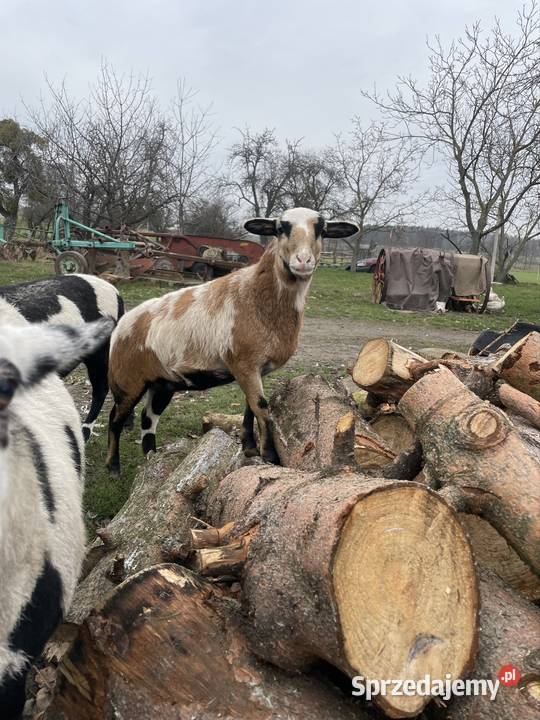 Owce Kamerunskie Dobra Nadzieja