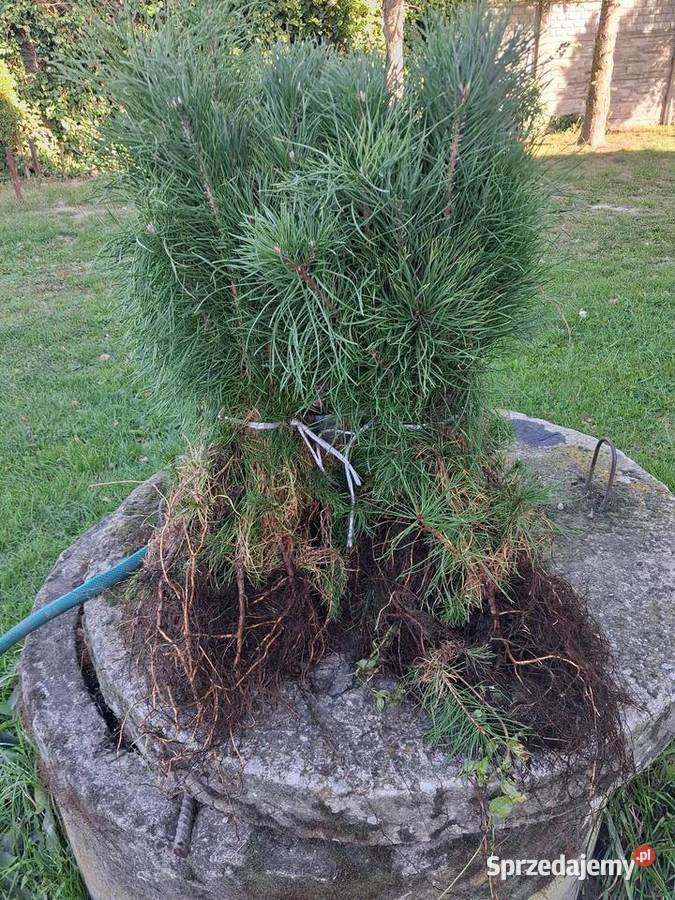 Sosna pospolita zwyczajna sadzonki 2letnie 2535