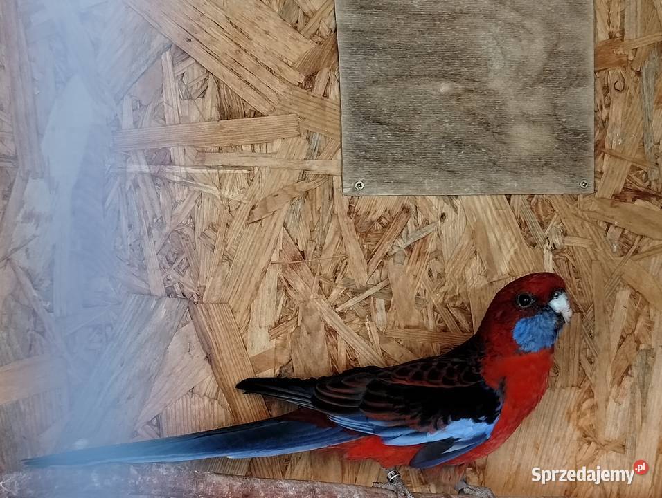 Rozella królewska samiec wielkopolskie Lubiechowo