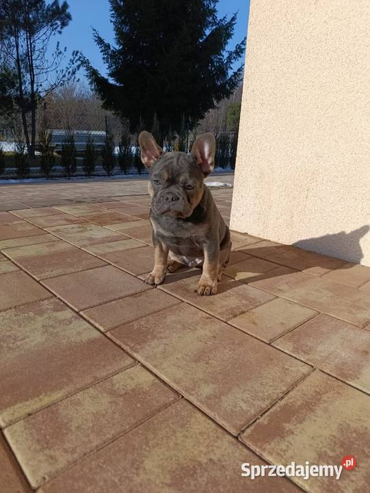 Buldog francuski blue tan chłopczyk
