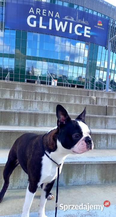 Reproduktor Boston Terrier Champion ZkwP FCI