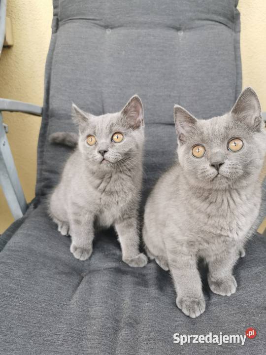 Kocięta brytyjskie z rodowodem FPL Felis Polonia Kraków sprzedam