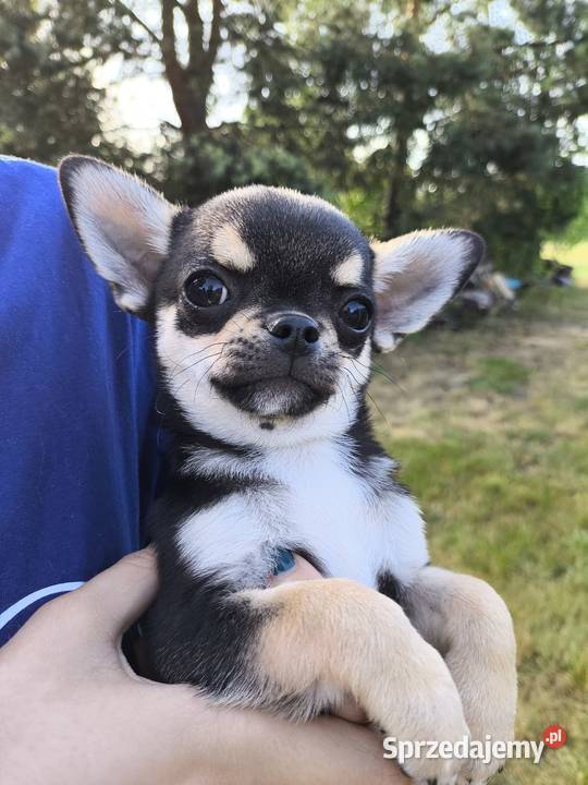 PIESEK Ch FCI Wwy Chihuahua Duży Dół