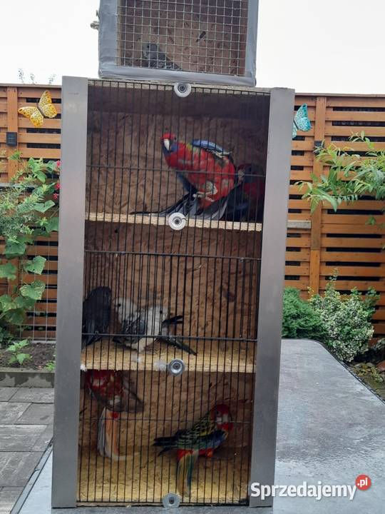 Rozella królewska Kędzierzyn-Koźle