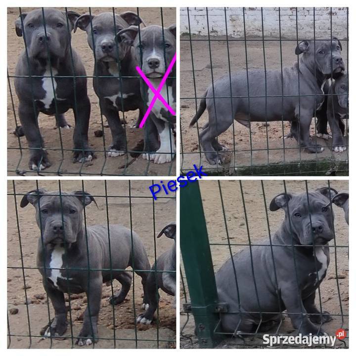 Amstaff American staffordshire terrier Amstaff Strzelniki