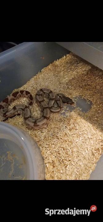 Boa imperator samce 2025