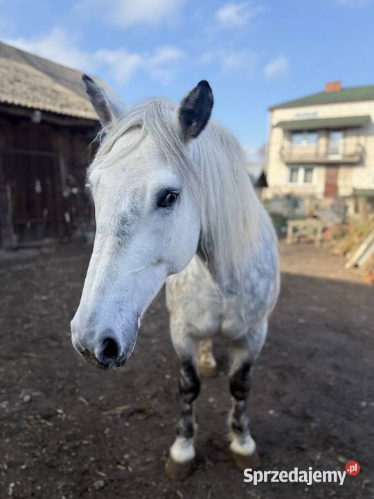 Klacz rasy zimnokrwistej Konie Chomęciska Małe