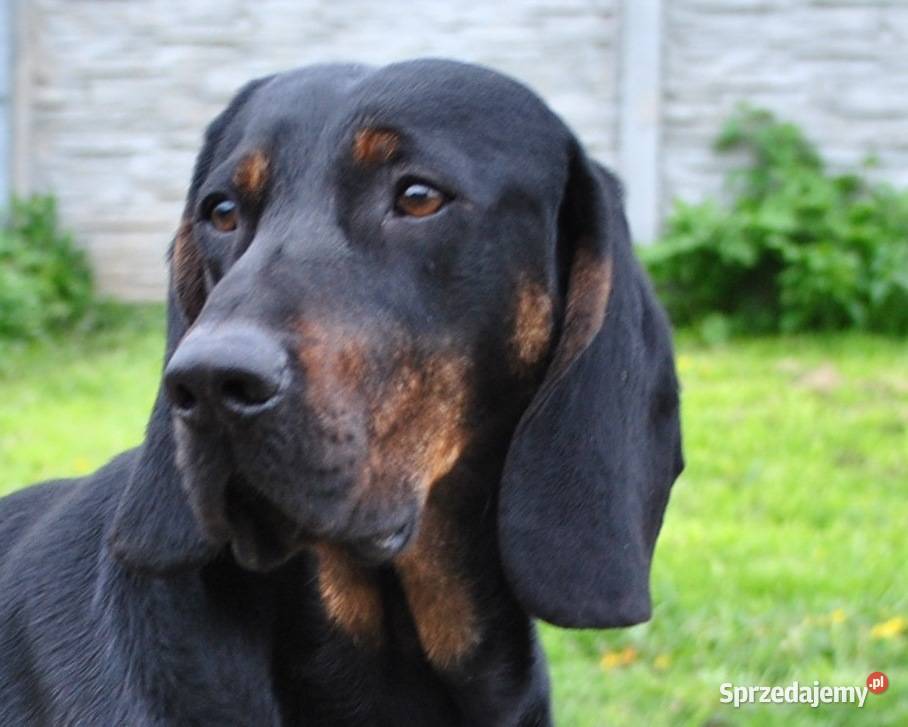 Gończe Polskie reproduktory polujące