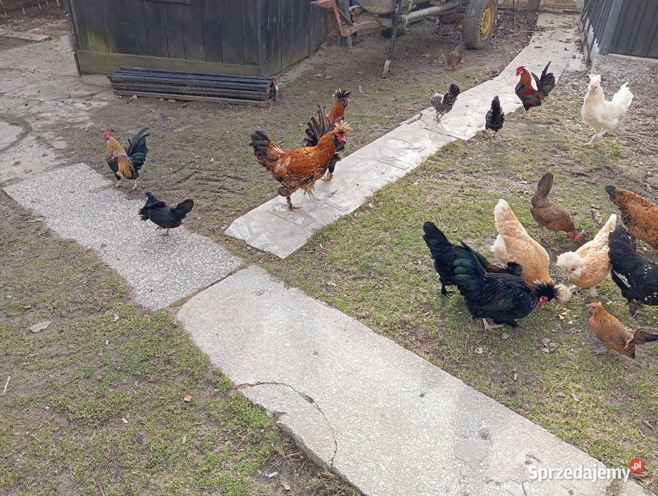 Kuguty Ropczyce sprzedam