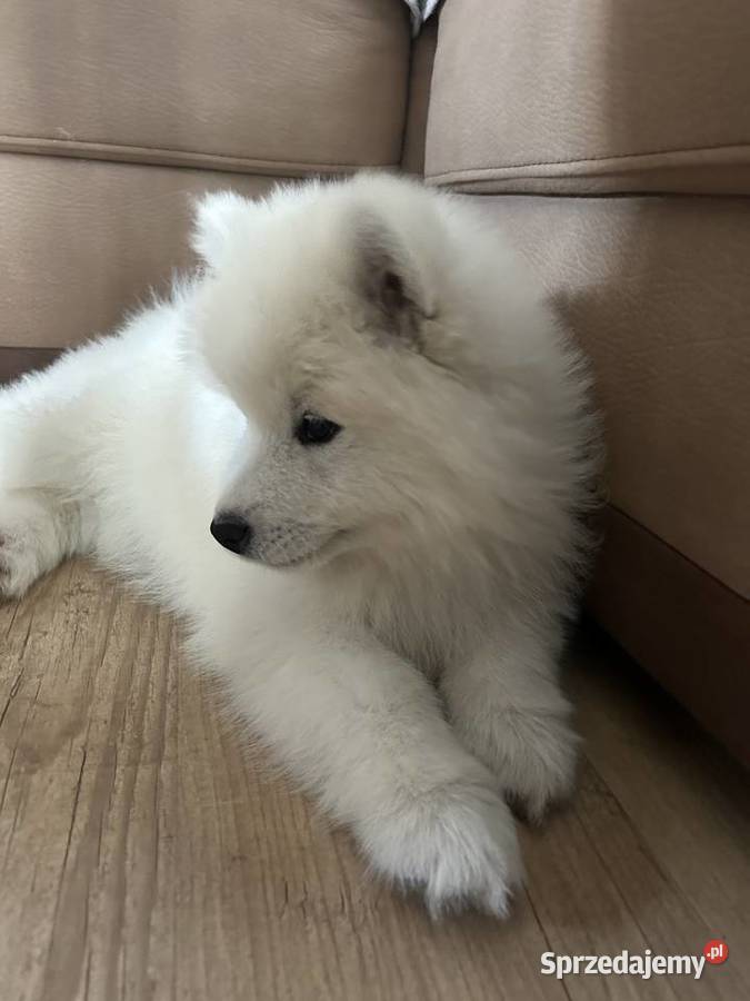 Szczenięta Samoyed Pabianice sprzedam