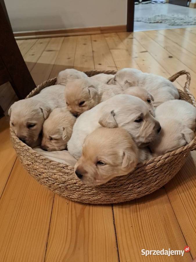 Labrador Retriever szczeniaki Labrador Tarnów