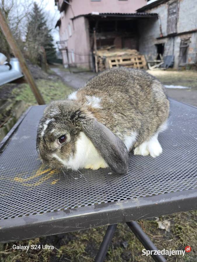 Króliki belgijskie i barany francuskie Pławna Górna sprzedam