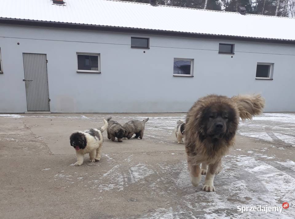 piękne szczeniaki owczarka kaukaskiego łódzkie Będków