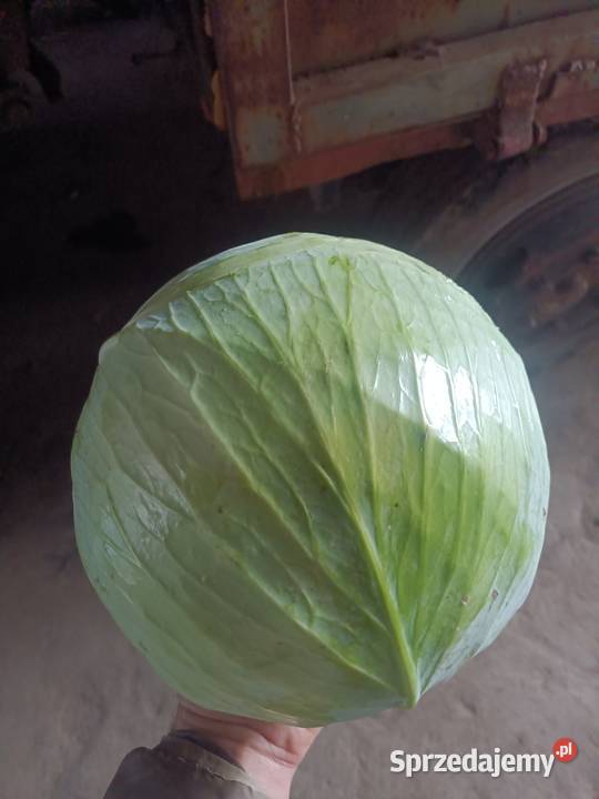 Sprzedam kapustę białą świętokrzyskie Wiślica