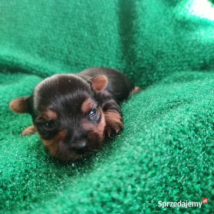 Suczka Yorkshire terrier do rezerwacji kujawsko-pomorskie Łążynek