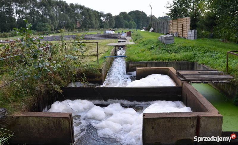 Sprzedam hodowlę pstrąga tęczowego gospodarstwo Łoźnica